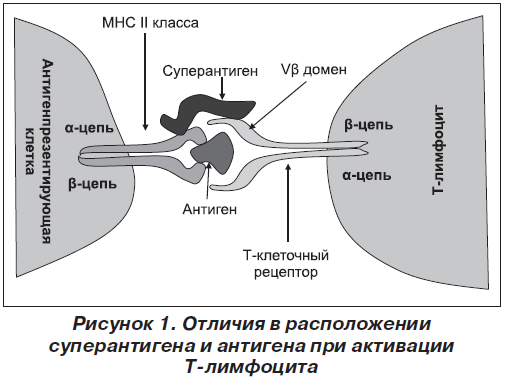 Развитие иммунного ответа при стафилококковой пневмонии (часть 1 .